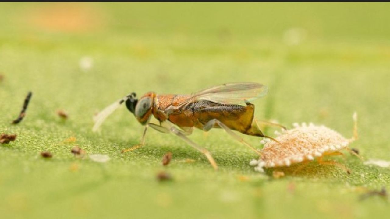 vespa marrone su pianta agrumi