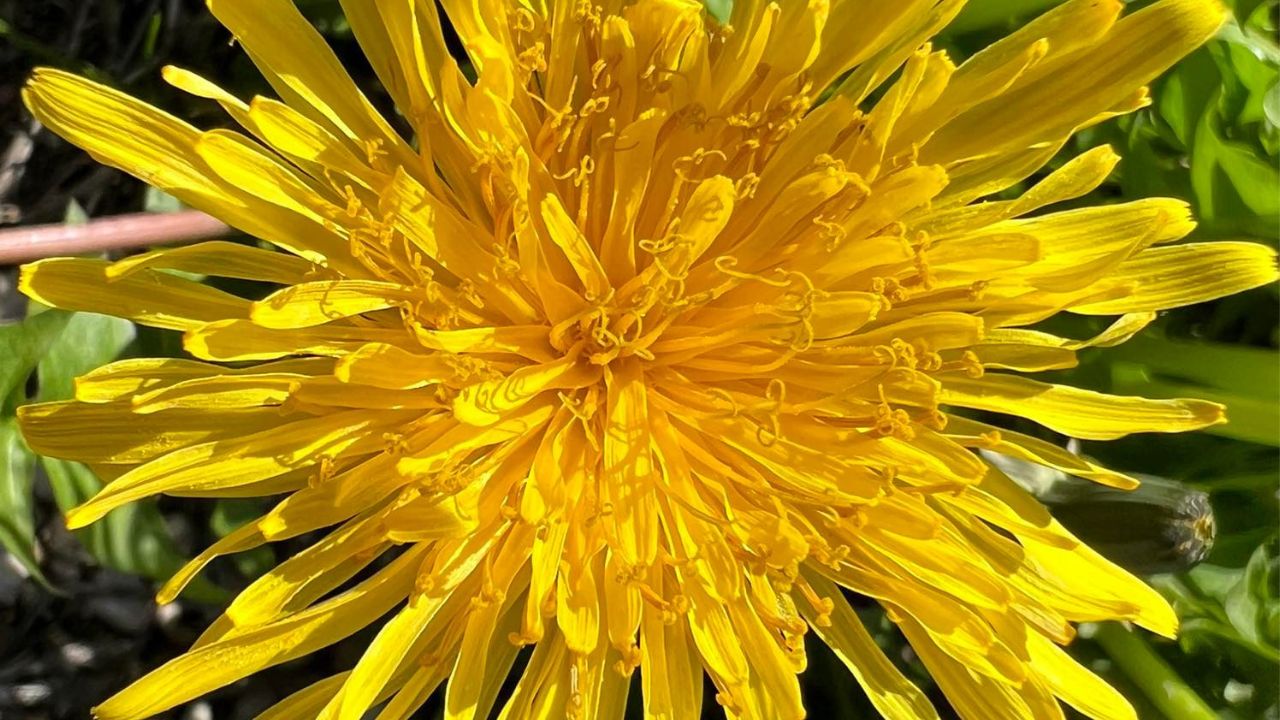 fiore giallo inquadrato dall'alto