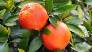 Tutto quello che devi sapere prima di coltivare un albero di arancio sanguinello: trucchi e consigli degli esperti