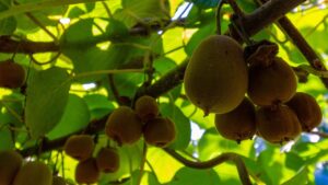 Tutto quello che devi sapere prima di coltivare un albero di kiwi: trucchi e consigli degli esperti