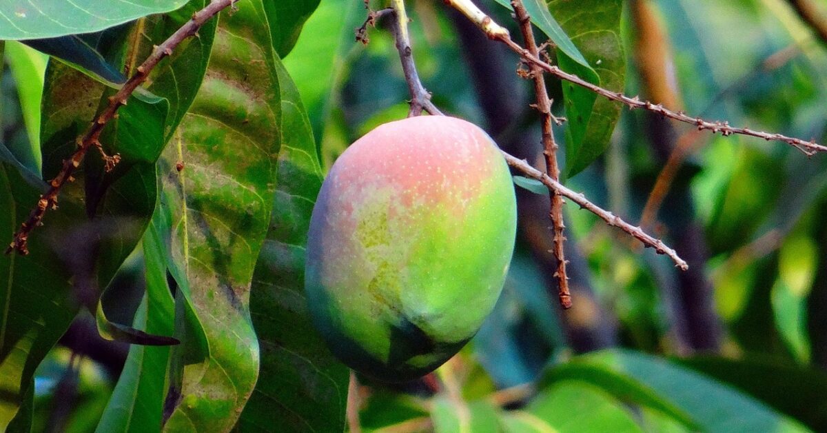 Il mango come coltivare con successo l'albero di questo bellissimo e