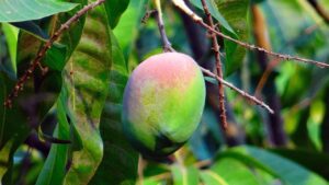 Il mango: come coltivare con successo l’albero di questo bellissimo e buonissimo frutto