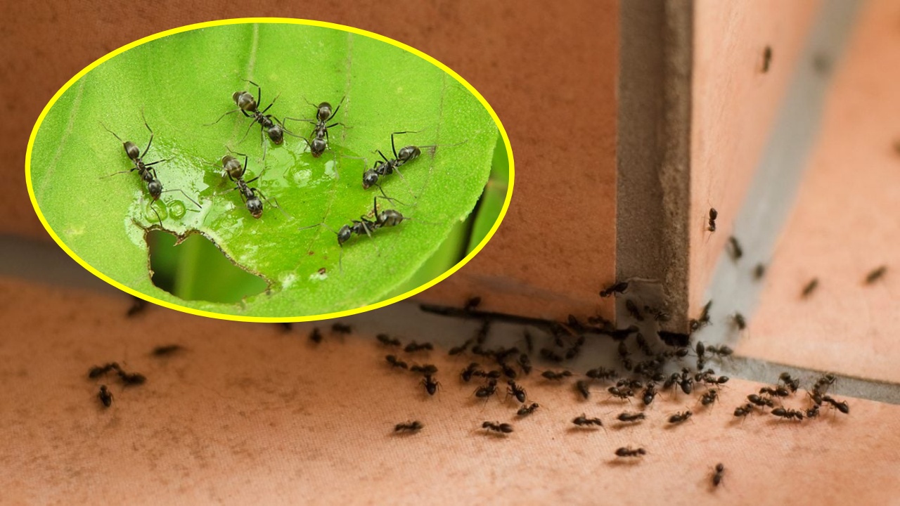 formiche che si arrampicano