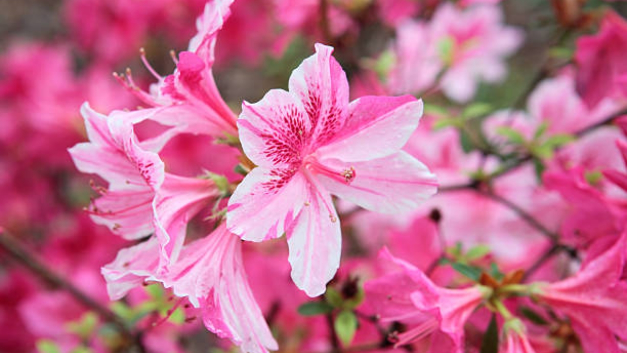 fiore di azalea