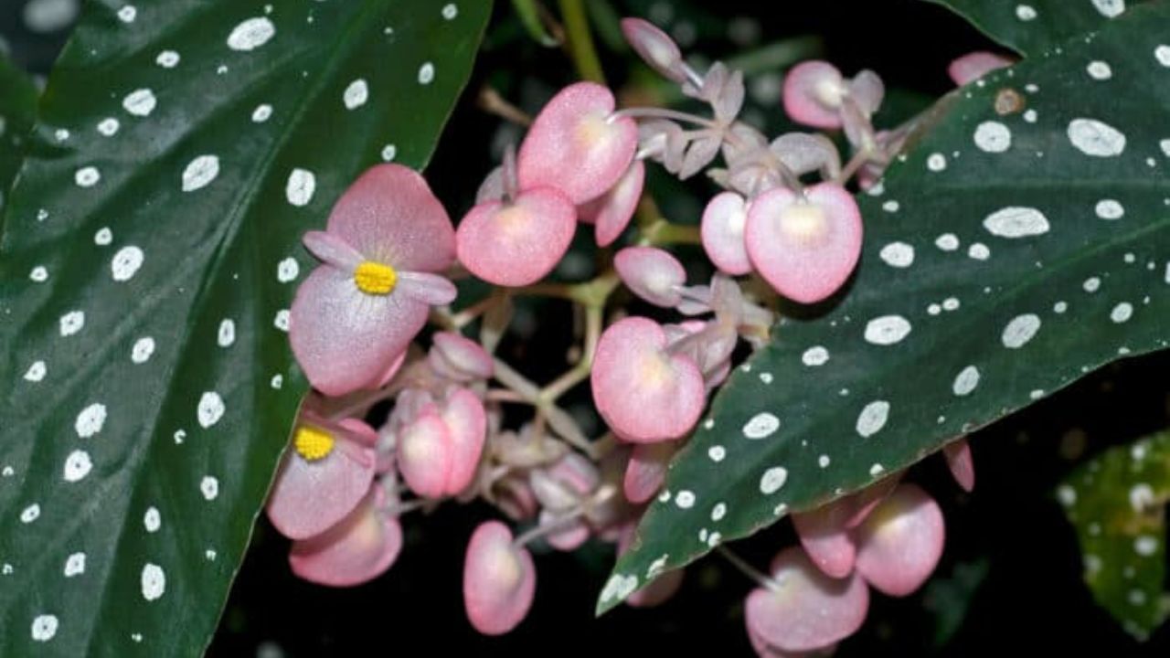 Begonia maculata fiorita