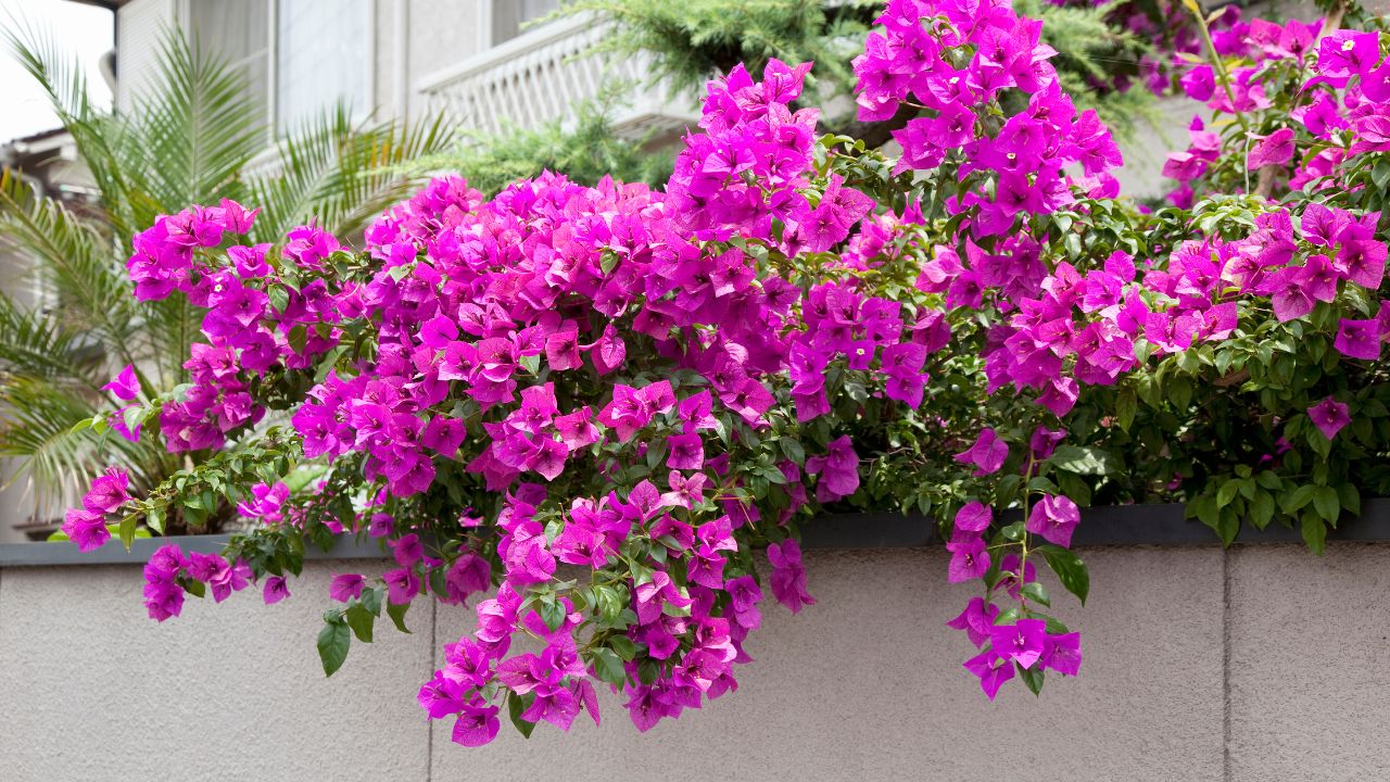 bougainvillea fiori viola