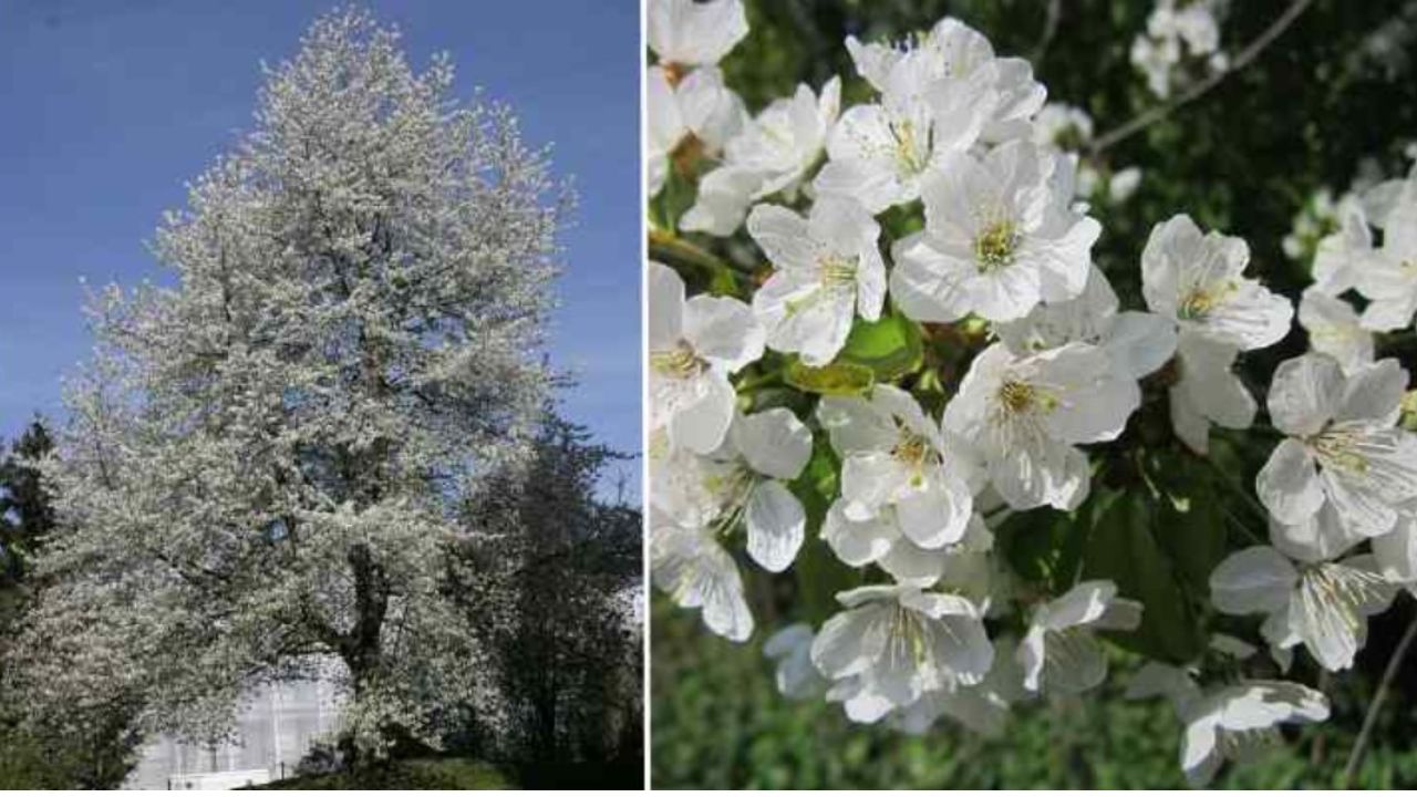 fiori ciliegio bianco 