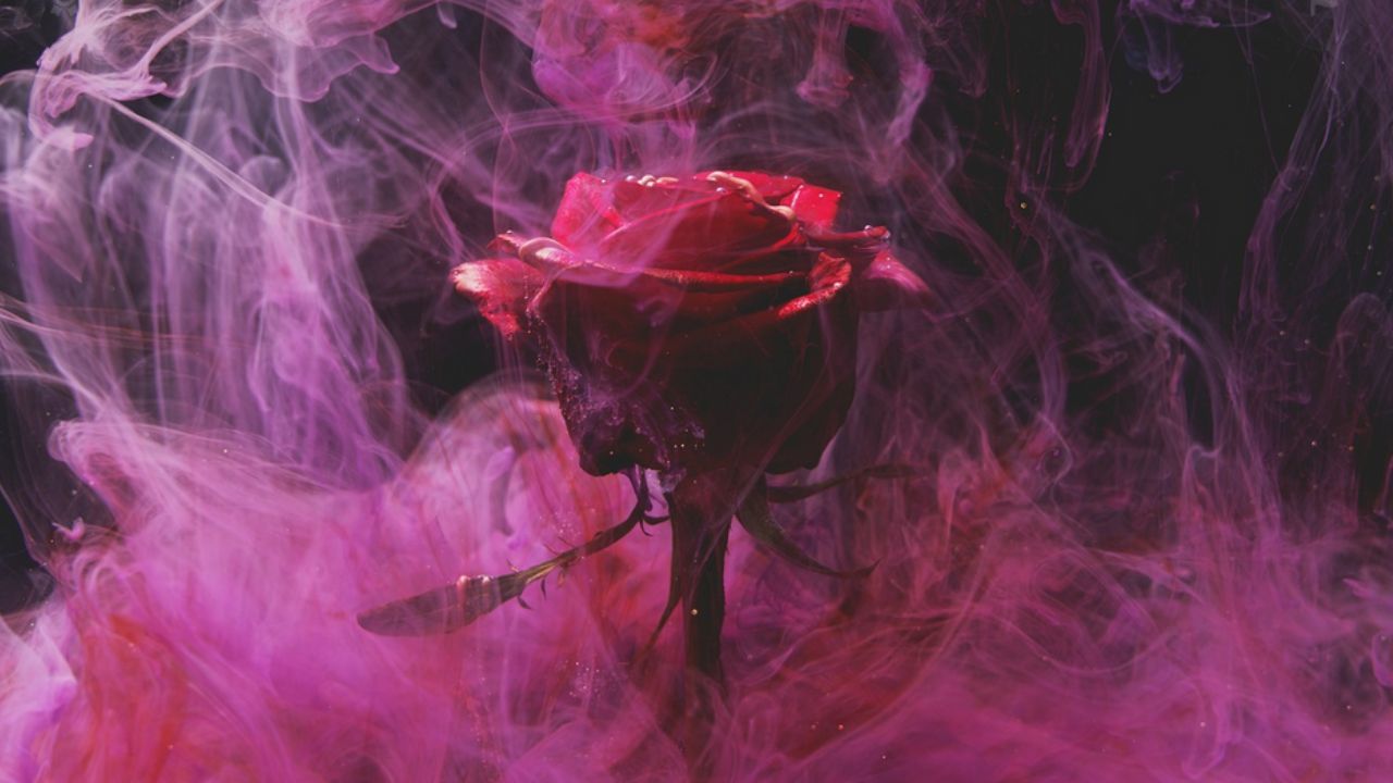 rosa rossa circondata dal fumo