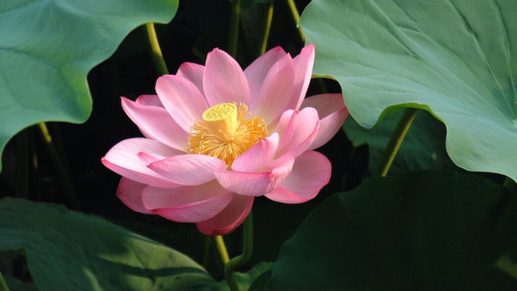 Fiore di loto asiatico