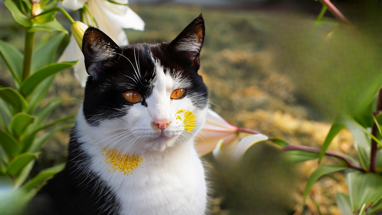 gattino e fiori
