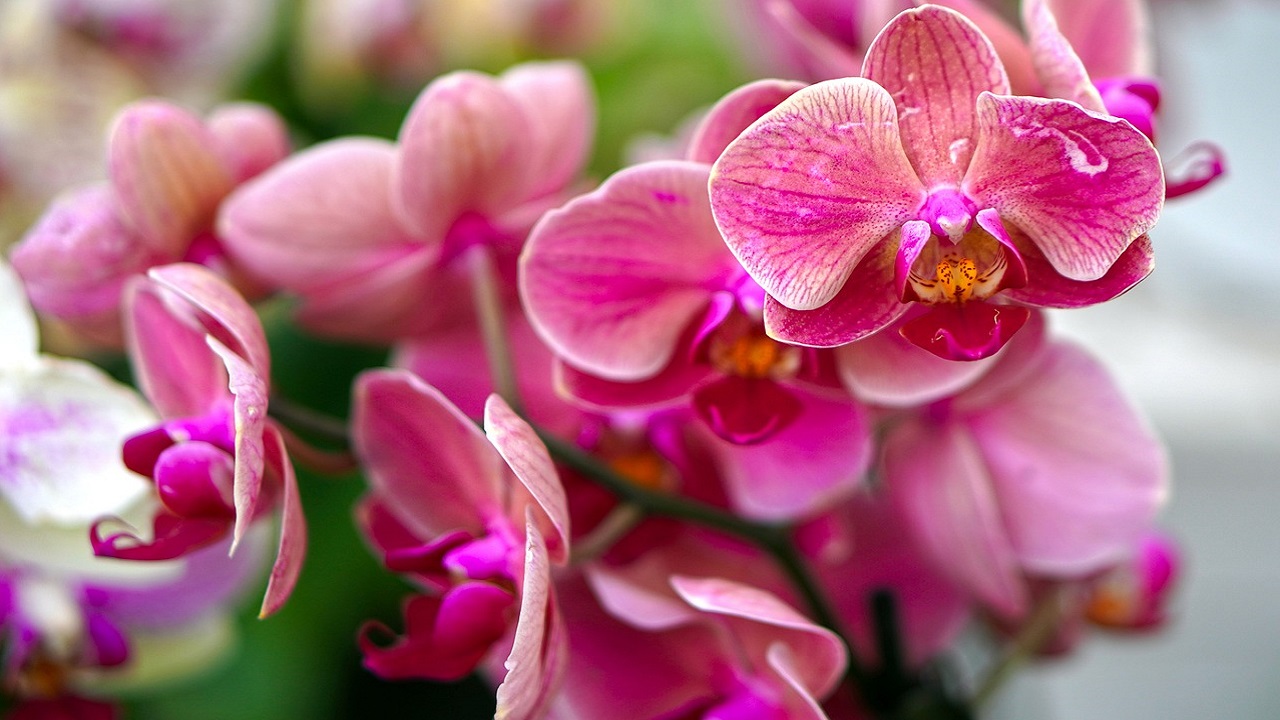 fiorire orchidee rosa