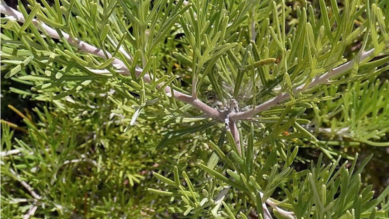 Artemisia foglie verdi