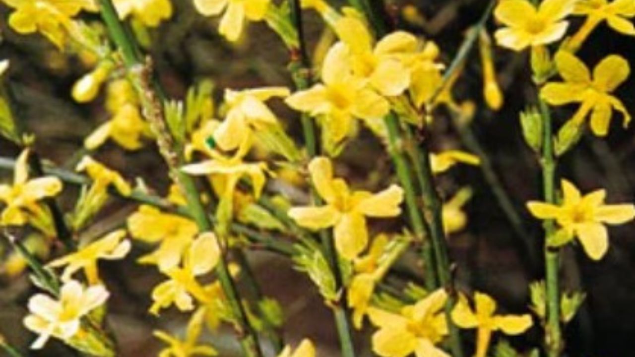 gelsomino fiori gialli 