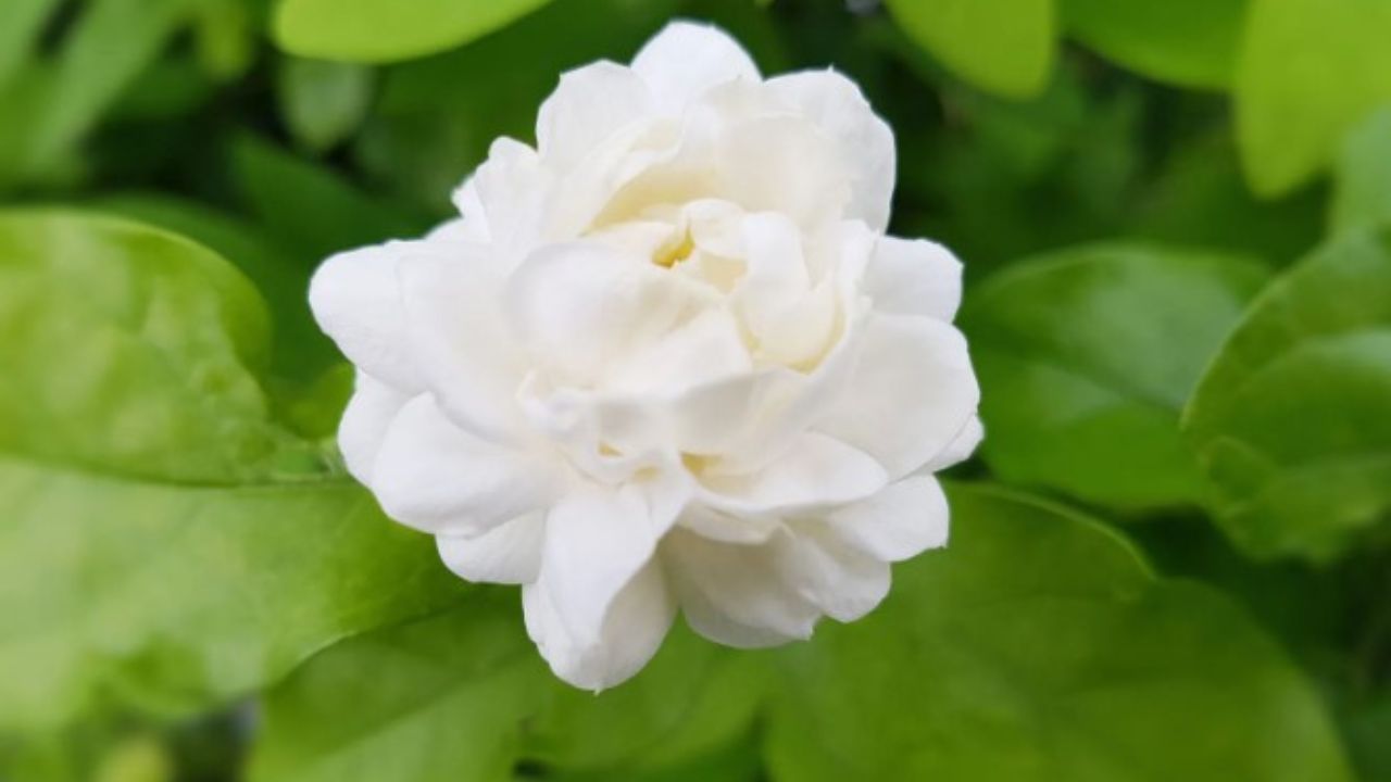 gelsomino bianco fiore