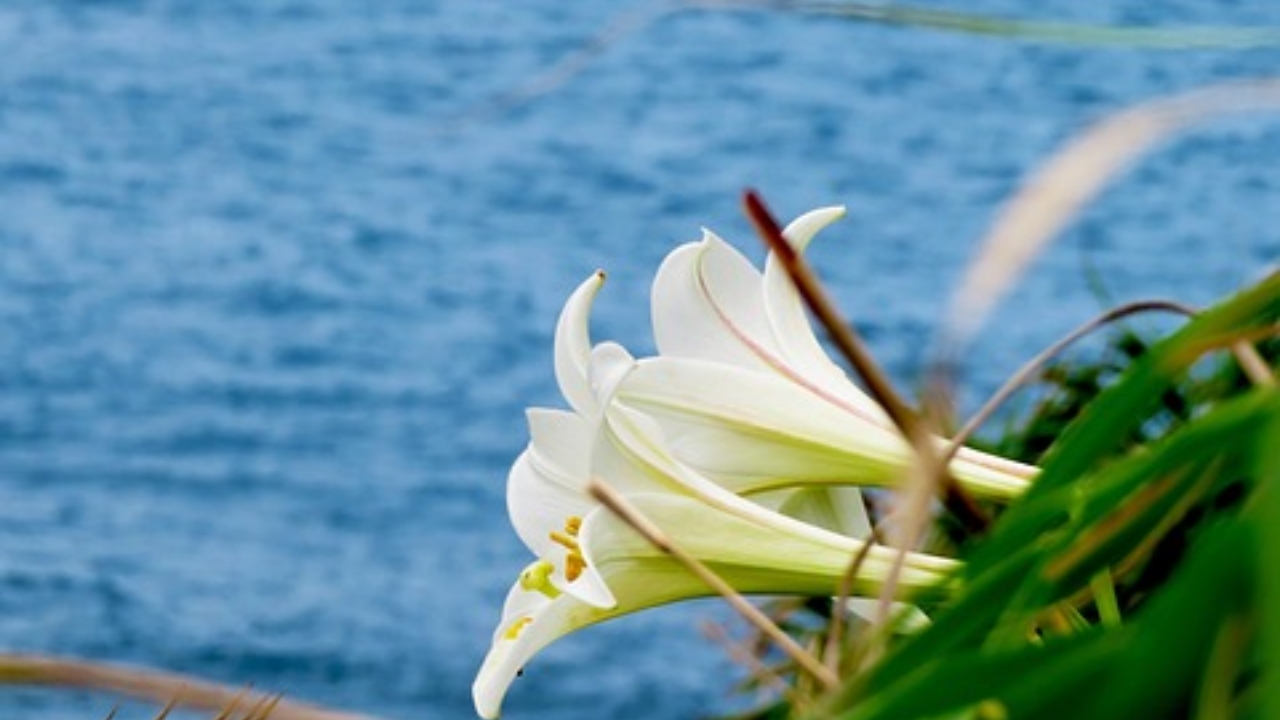 fiore del giglio di mare