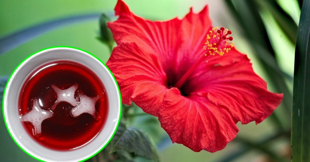 Ibisco, come coltivare in vaso o in giardino il fiore del karkadè