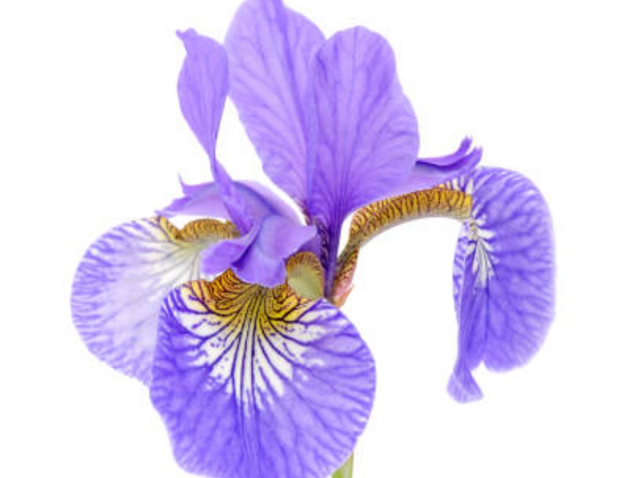 fiore dell'iris