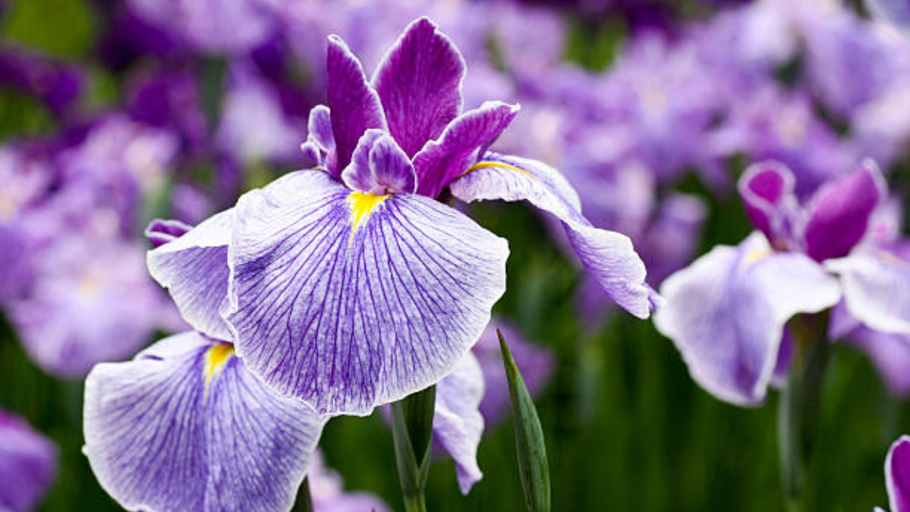 pianta dell'iris