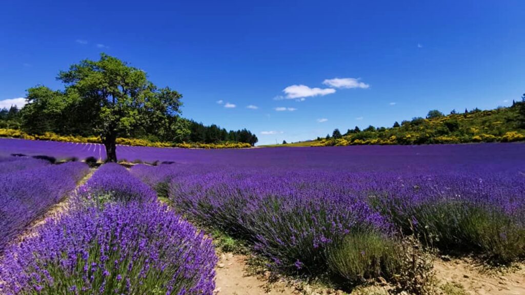 campi di lavanda