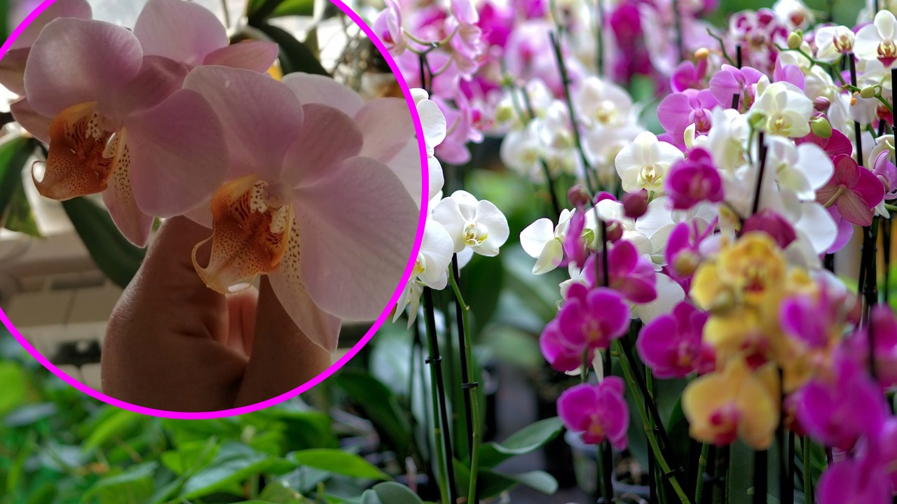 l'orchidea phalaenopsis