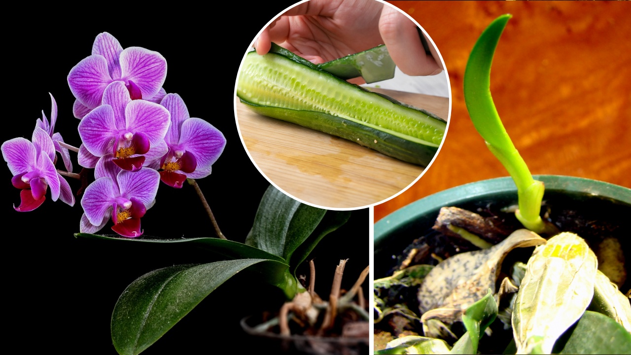 orchidee e cetriolo