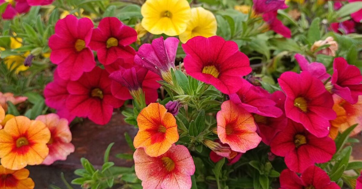 Petunia nana: tutto ciò che dovresti sapere per coltivare questa ...