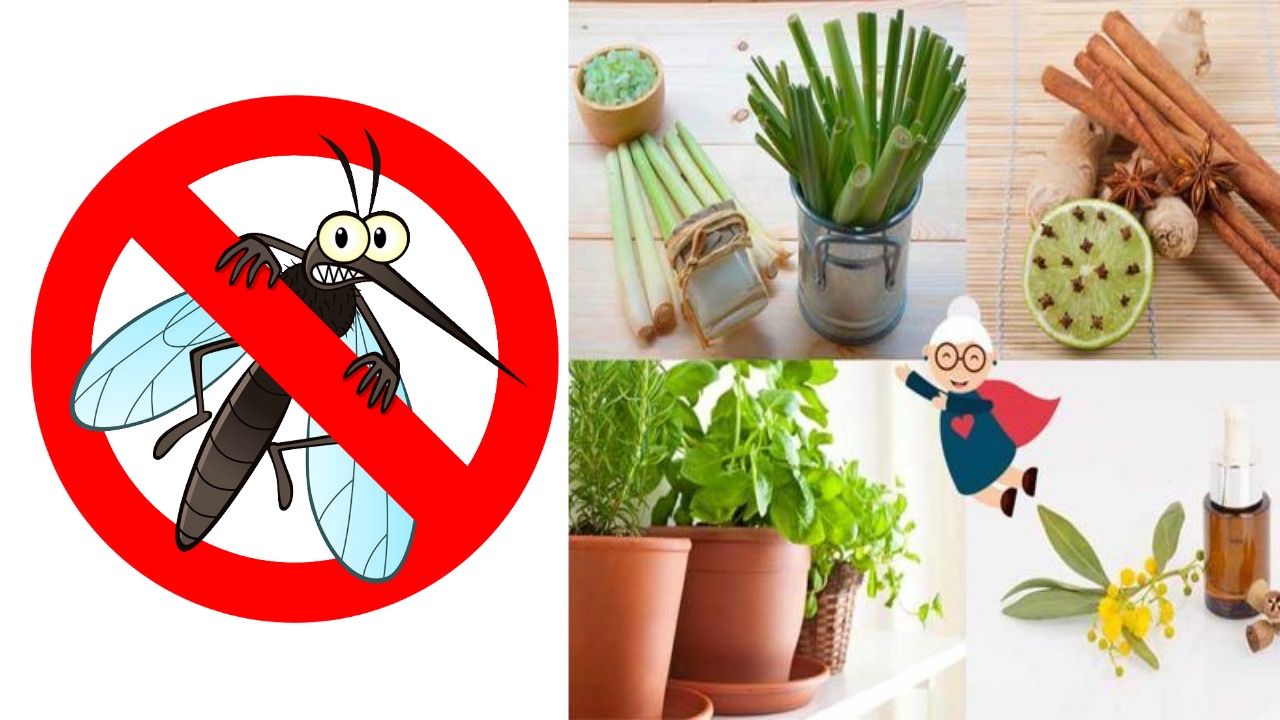 piante contro le zanzare