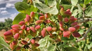 Consigli per coltivare una pianta di pistacchio: ecco quanto tempo impiegherà per dare i primi frutti