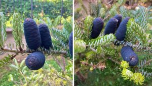 Sapevate che esiste un albero da cui nascono delle pigne blu? Tutto quello che c’è da sapere sull’abete della Corea
