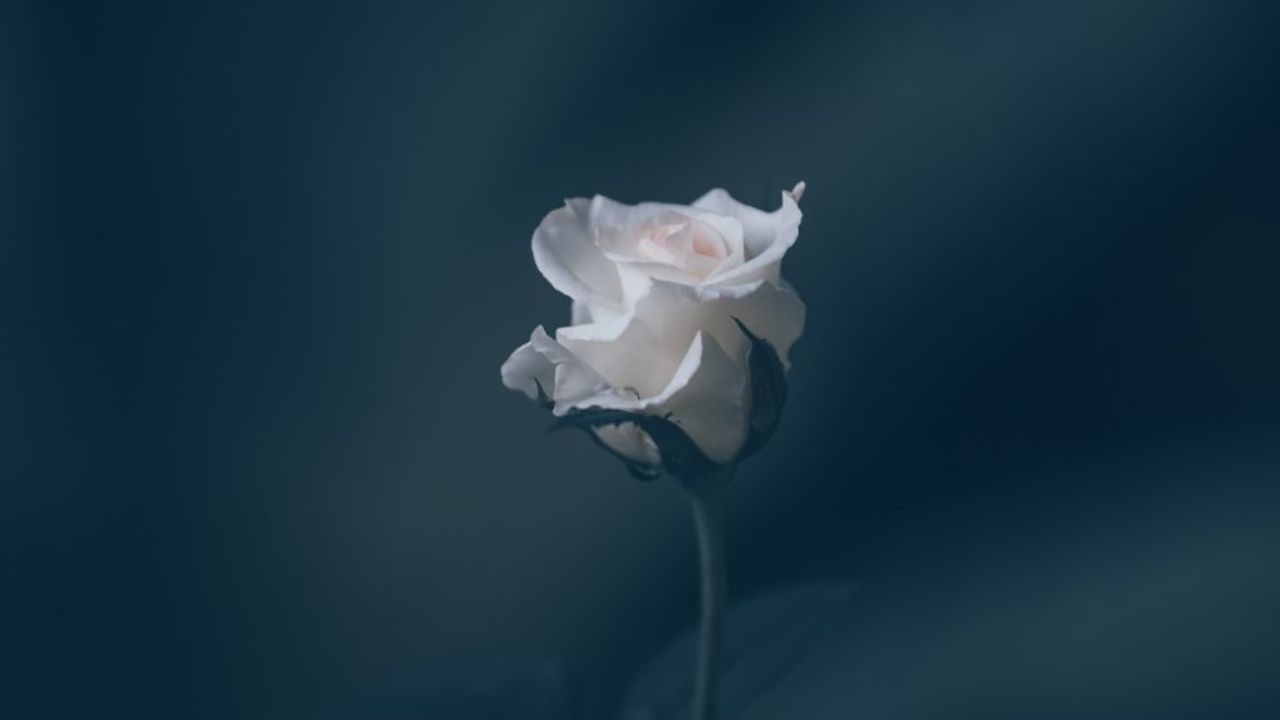 rosa bianca che sboccia