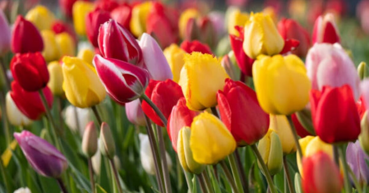 Alla ricerca delle leggende e del significato dei tulipani ecco qual è
