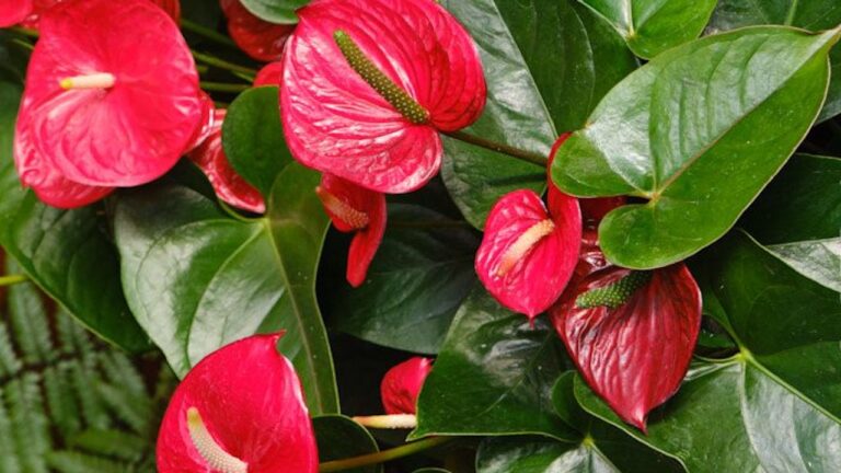 Pianta Artificiale Anthurium In Vaso - Fiori Bianchi Realistici, Calla E Fiore Di Fenicottero Finto Per Decorazione