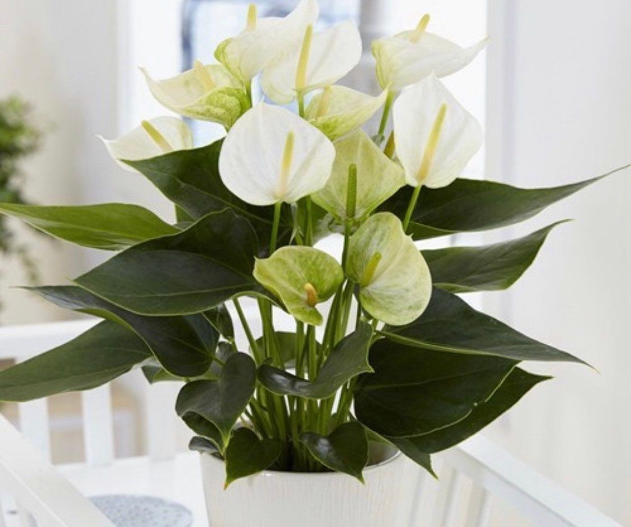 Anthurium con fiori bianchi