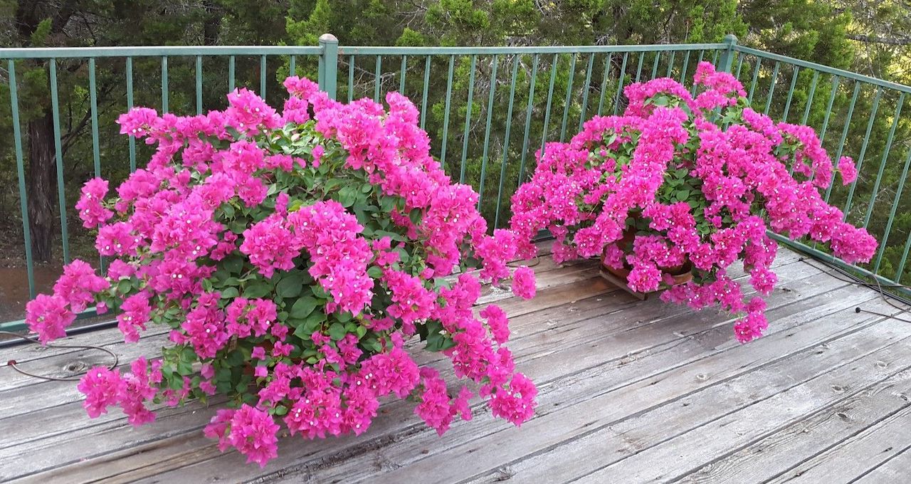 Bouganvillea in vaso