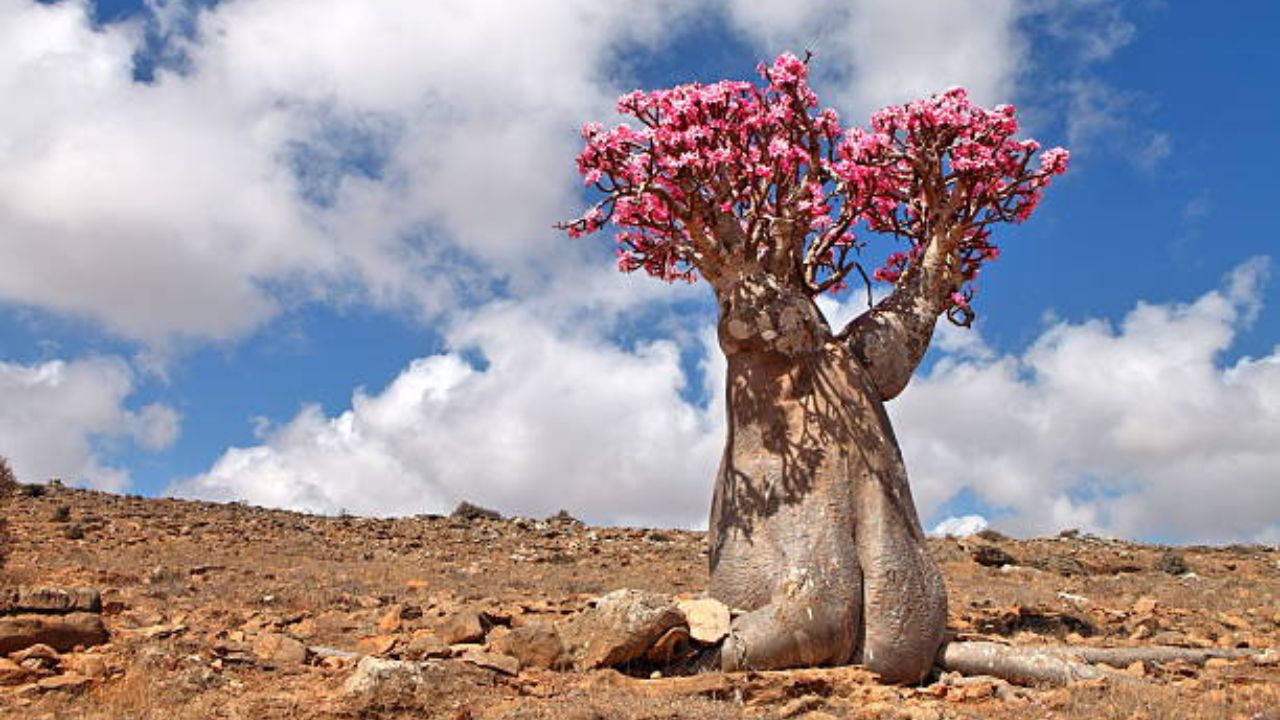 Rosa del deserto: una pianta difficile da coltivare ma dal significato  bellissimo