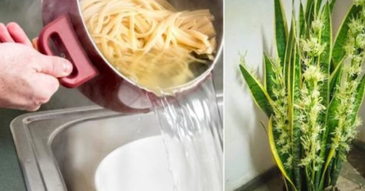 Fertilizzante Organico Per Piante - Potenziatore Radici E Crescita, 250 Ml, Per Piante Forti E Sane - Foto 8