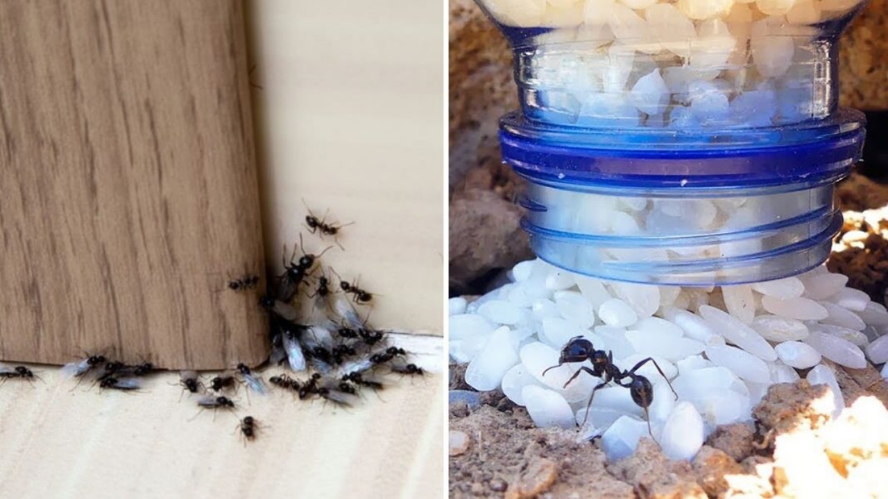 trappola per eliminare le formiche