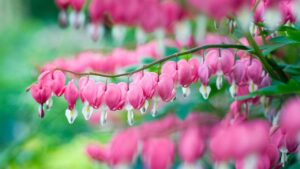 Lamprocapnos spectabilis: storia, origini del nome e significati nascosti del fiore a forma di cuore