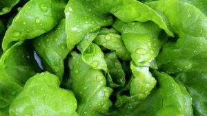 Come conservare la lattuga fresca per più di 60 giorni?