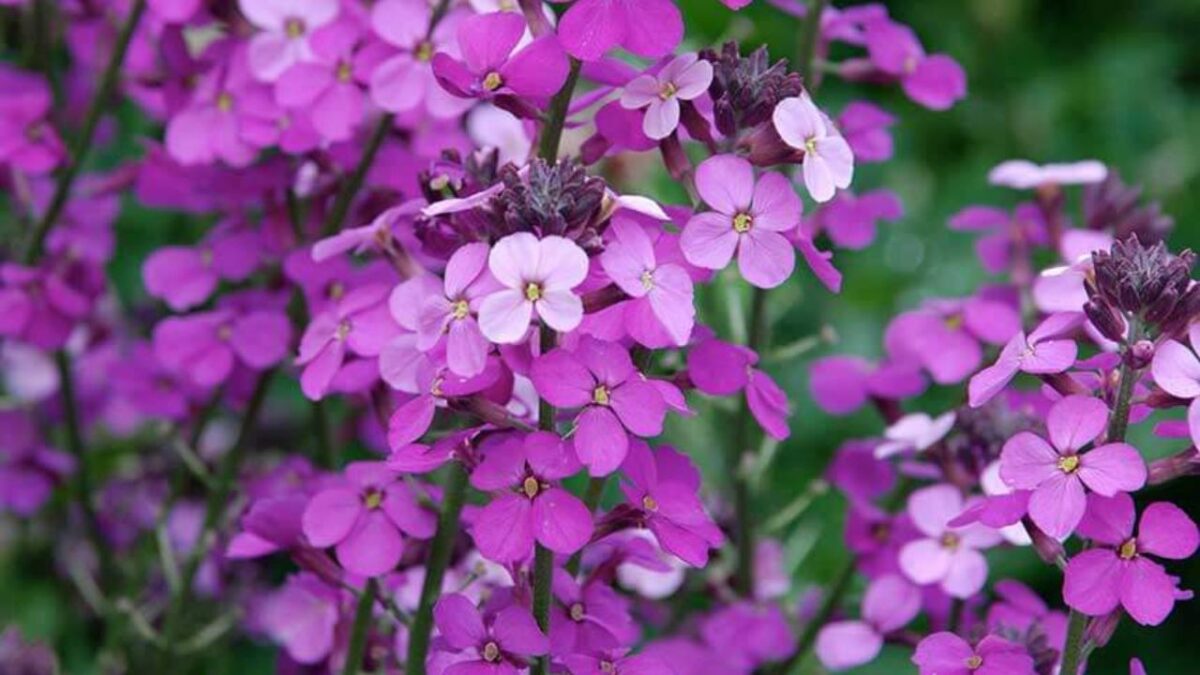 25 Semi Di Moneta Del Papa (Lunaria Annua) – SemiSauvage Permacultura