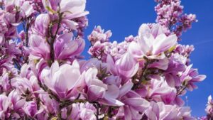 Magnolie: storia e simbologia di un fiore molto amato