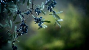 L’olivo e l’olio, tra storia e tradizione attraverso i secoli