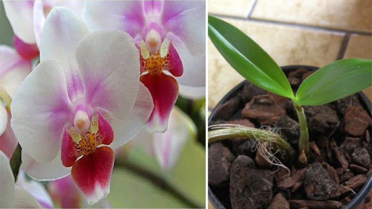 orchidea appassita e sfiorita