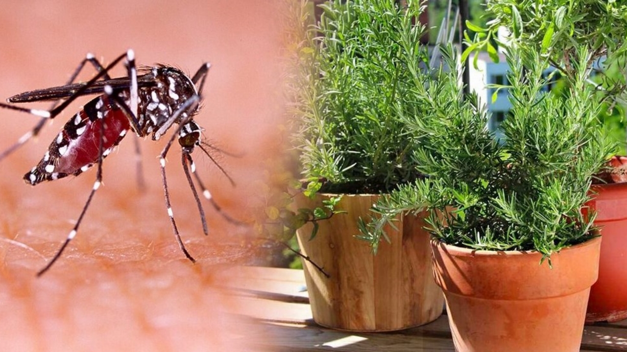 piante e zanzara