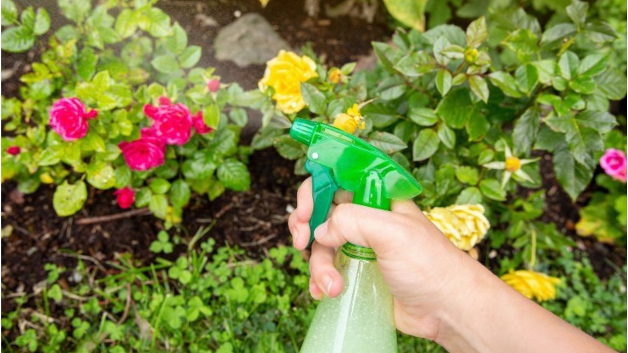Spray piante