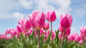 Il Tulipano: descrizione, storia e coltivazione
