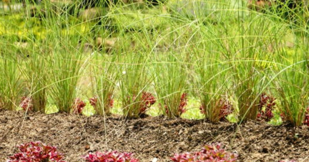 Vetiver: la pianta dai mille vantaggi e virtù