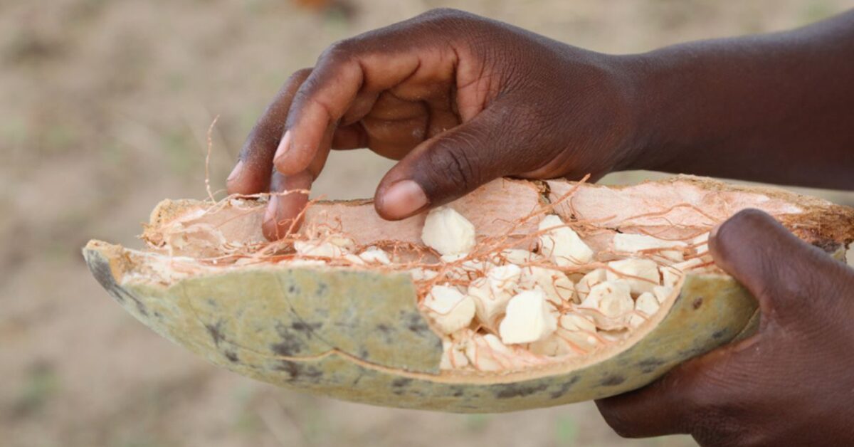 Frutto del baobab: caratteristiche e proprietà di questo frutto dagli ...
