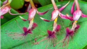 Bulbophyllum barbigerum: l’orchidea dai fiori “ballerini” che odorano di carne marcia (VIDEO)