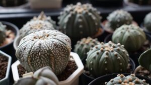 Astrophytum: il cactus dalla splendida fioritura